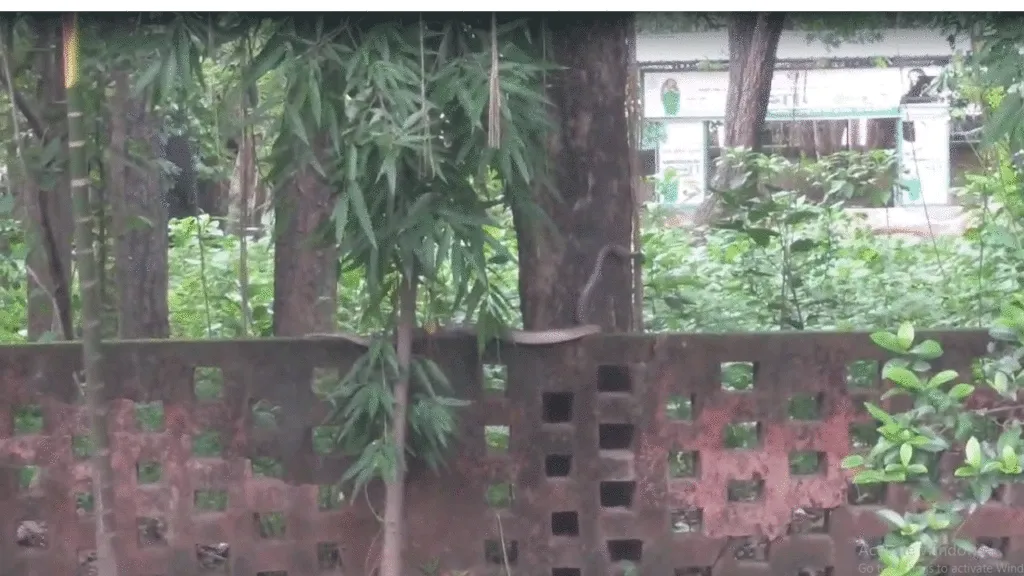 দুর্গাপুর মহকুমা হাসপাতালে সাপের আতঙ্ক