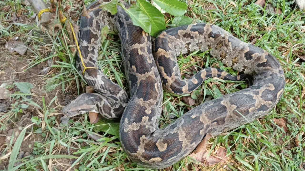 গৃহস্থ বাড়িতে বিশালাকার অজগর, বনদপ্তরের তৎপরতায় উদ্ধার
