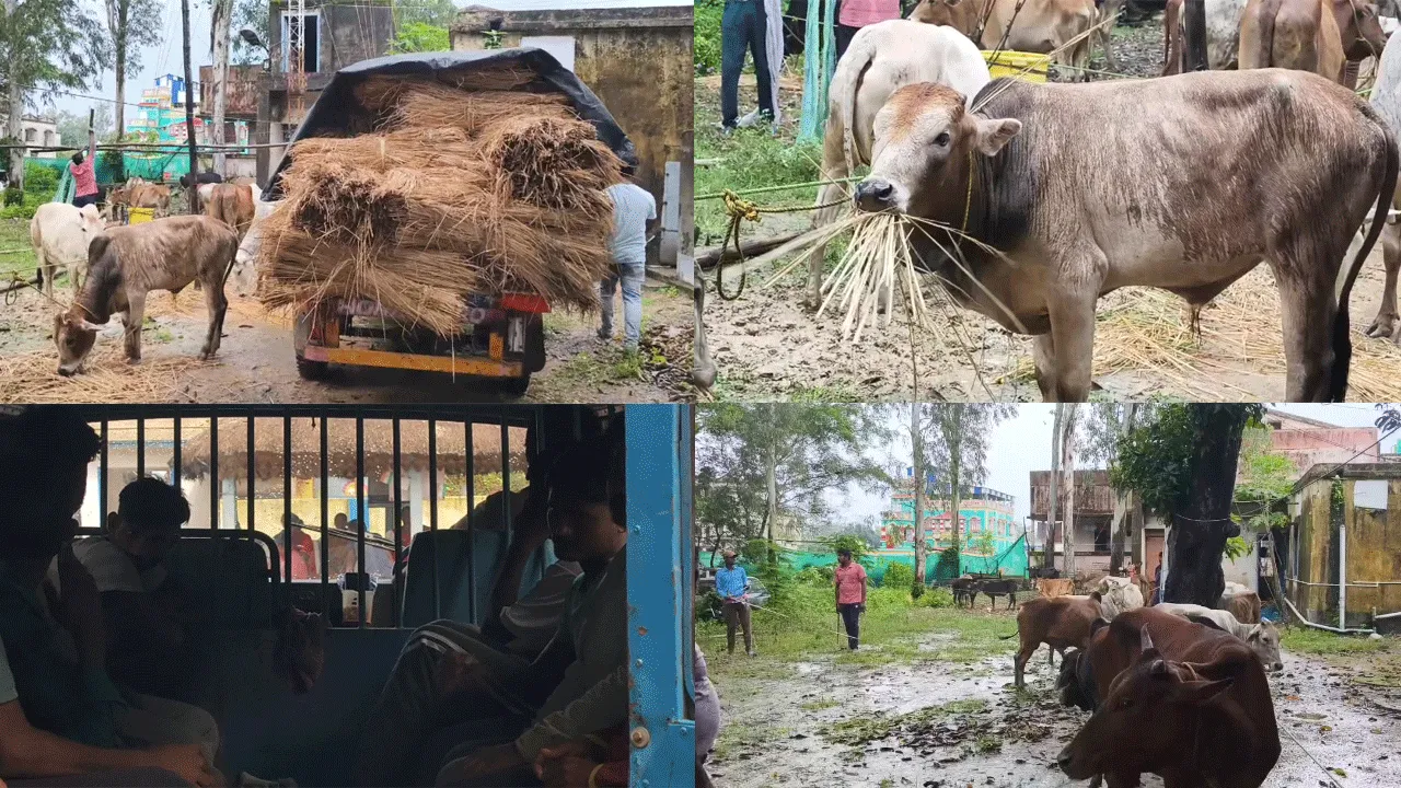 ত্রিপল ঢাকা পিকআপ ভ্যানে গরু পাচার: গ্রেফতার ৫ পাচারকারী, উদ্ধার ১৯টি গবাদি পশু