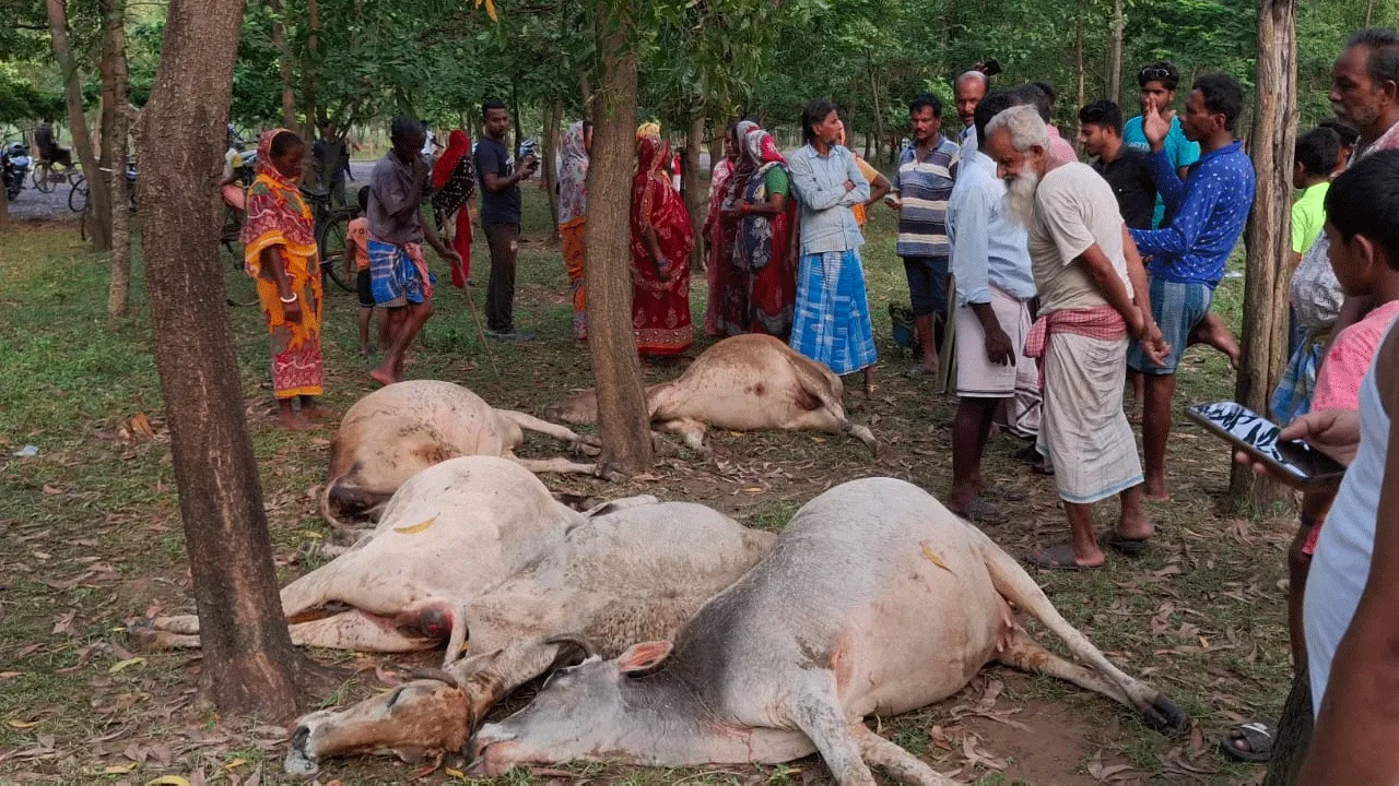 বজ্রাঘাতে পাঁচটি গরুর মর্মান্তিক মৃত্যু: দুর্গাপুরের বিজড়ায় চাঞ্চল্য