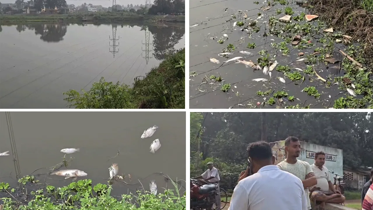 জলাশয়ে বিষ মেশানোর অভিযোগ: মরে ভেসে উঠল লাখ টাকার মাছ,