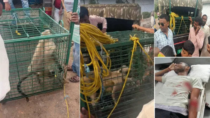 হনুমানের তাণ্ডবে আতঙ্ক এলাকায়, জখম প্রায় ১০ জন
