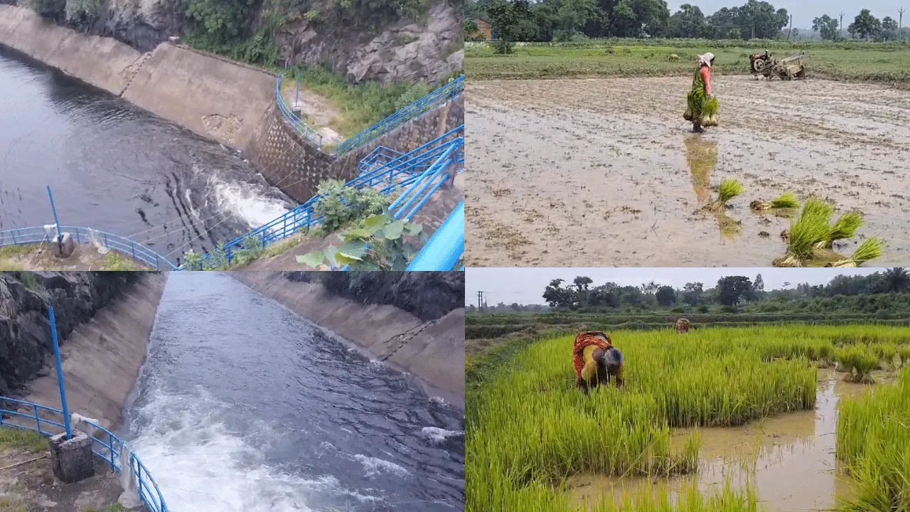 বৃষ্টির ঘাটতি, তিন জেলার চাষ বাঁচাতে জল ছাড়া শুরু হল কংসাবতী জলাধার থেকে