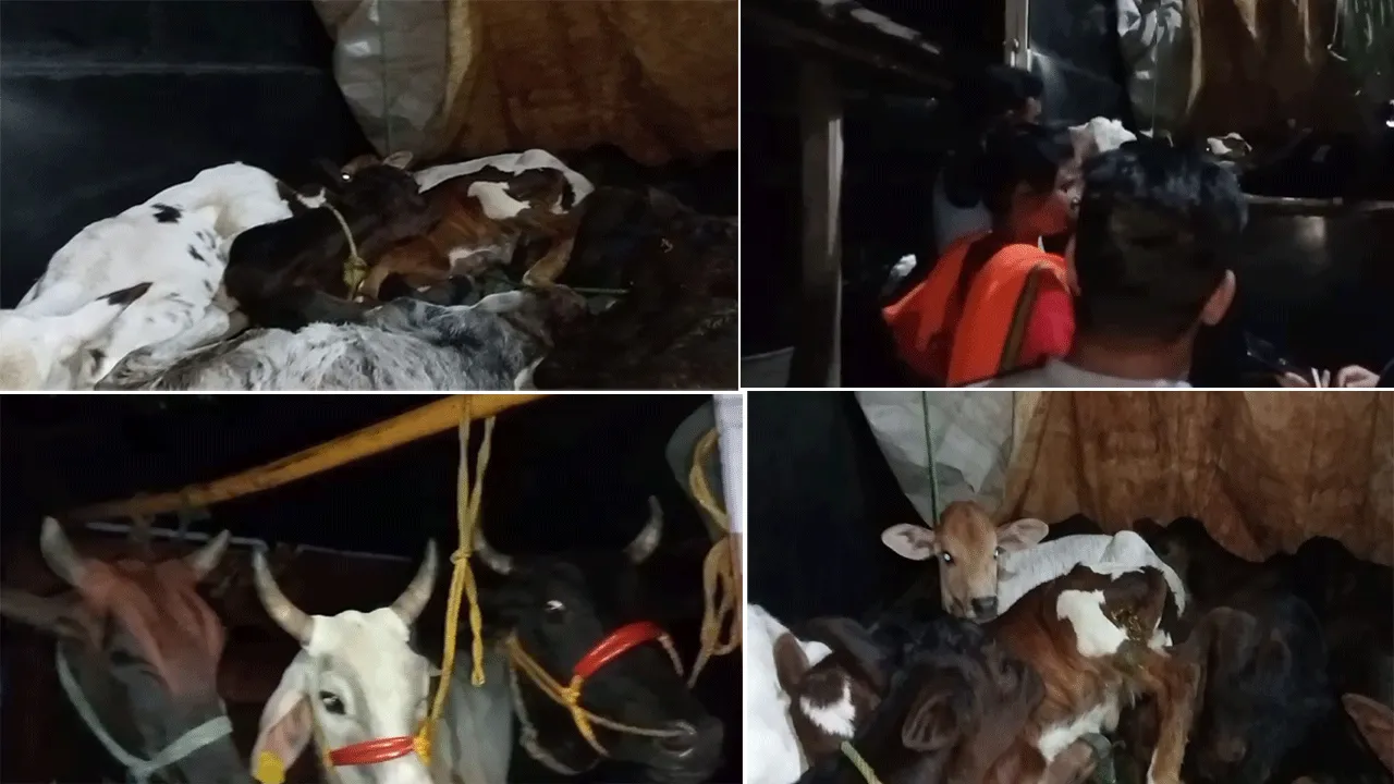 গরু বোঝাই ট্রাক আটক করল স্থানীয়রা