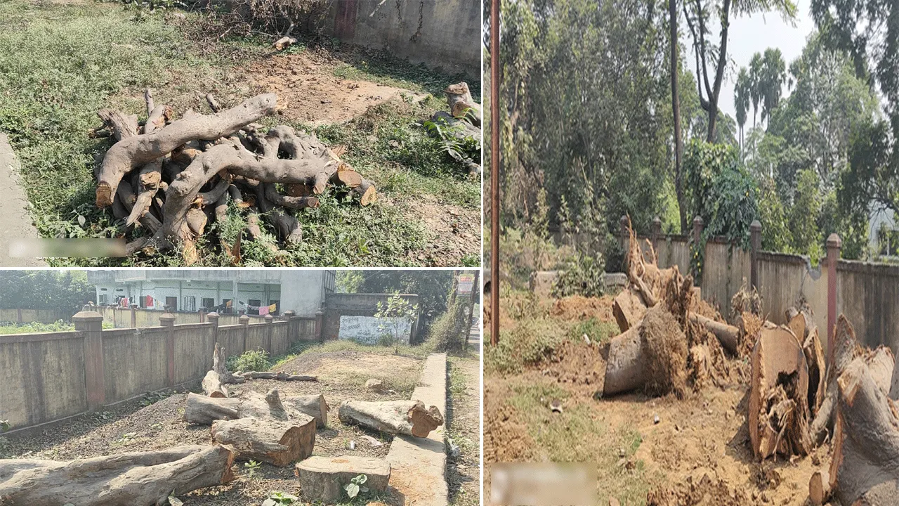 অবৈধভাবে গাছ কাটার অভিযোগ, তদন্তের নির্দেশ ডিএফওর