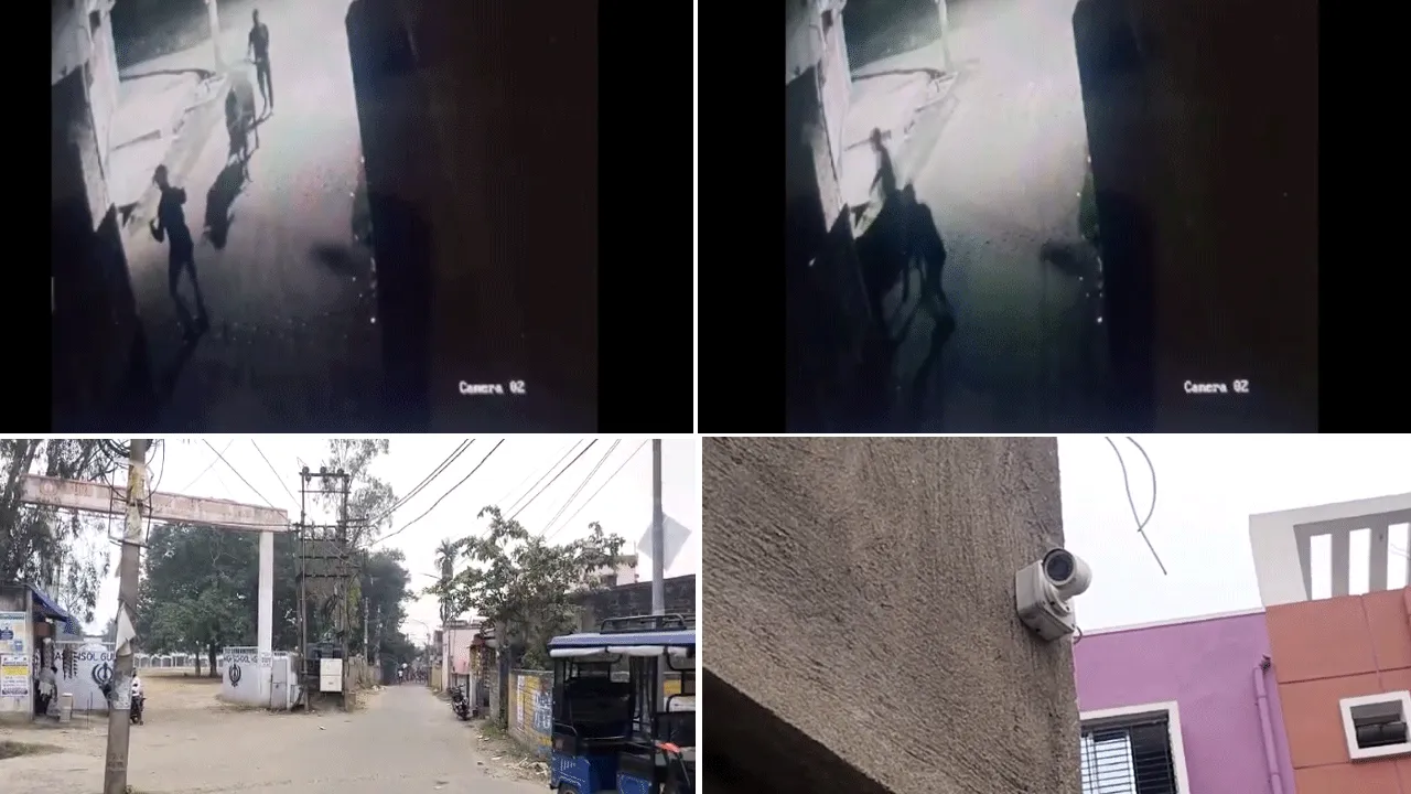 রাতের শহর থেকে চুরি যাচ্ছে গরু, সিসিটিভি ফুটেজ ঘিরে চাঞ্চল্য