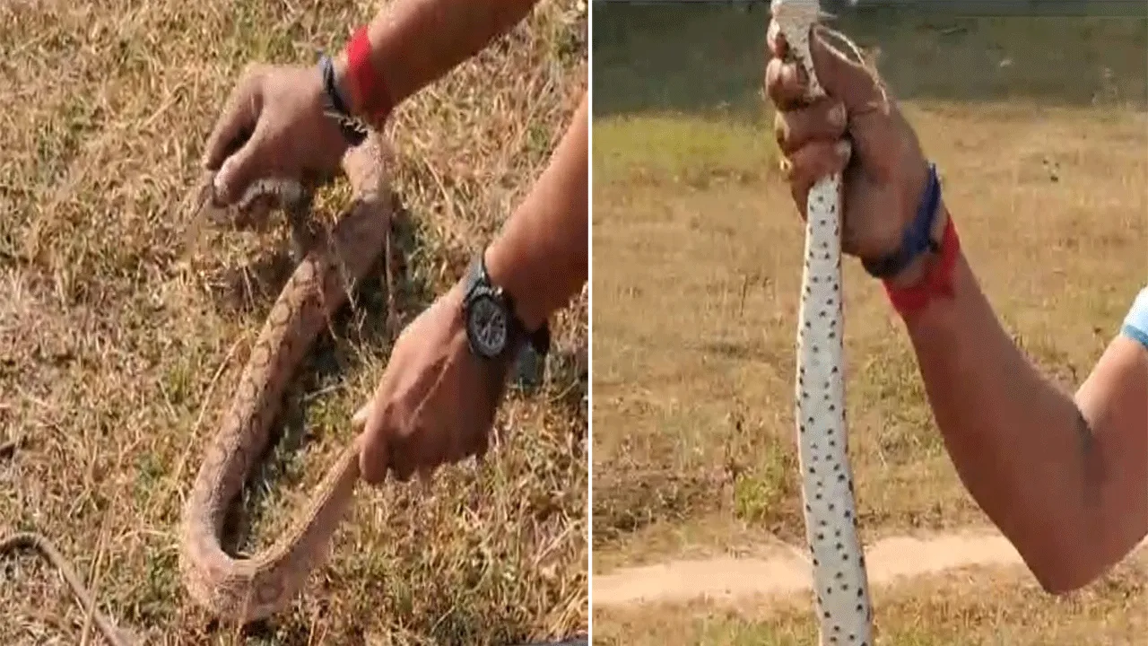 লোকালয় থেকে বিষাক্ত চন্দ্রবোড়া সাপ উদ্ধার