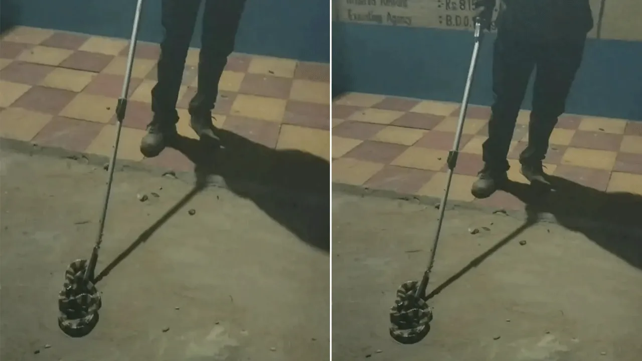 বিষধর সাপ উদ্ধার করল আউসগ্রামের বনকর্মীরা