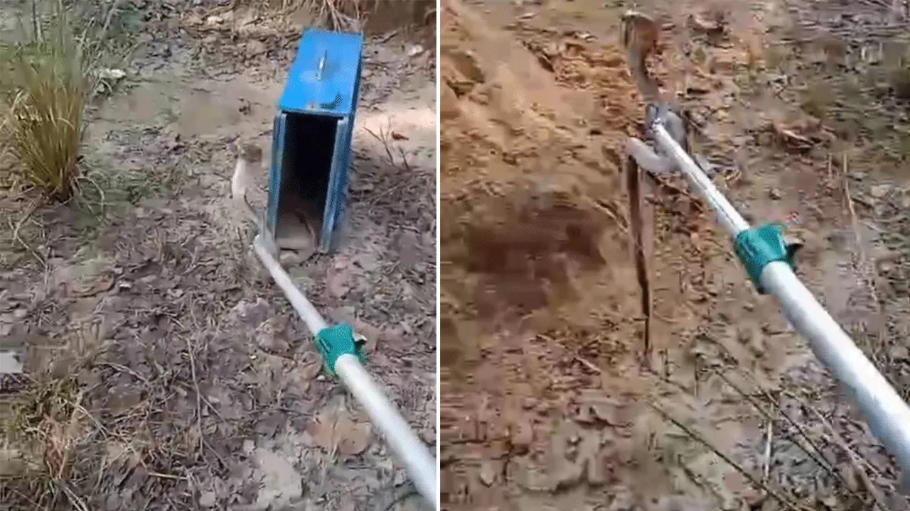 বিষধর সাপ উদ্ধার করল আউসগ্রামের বনদপ্তরের কর্মীরা