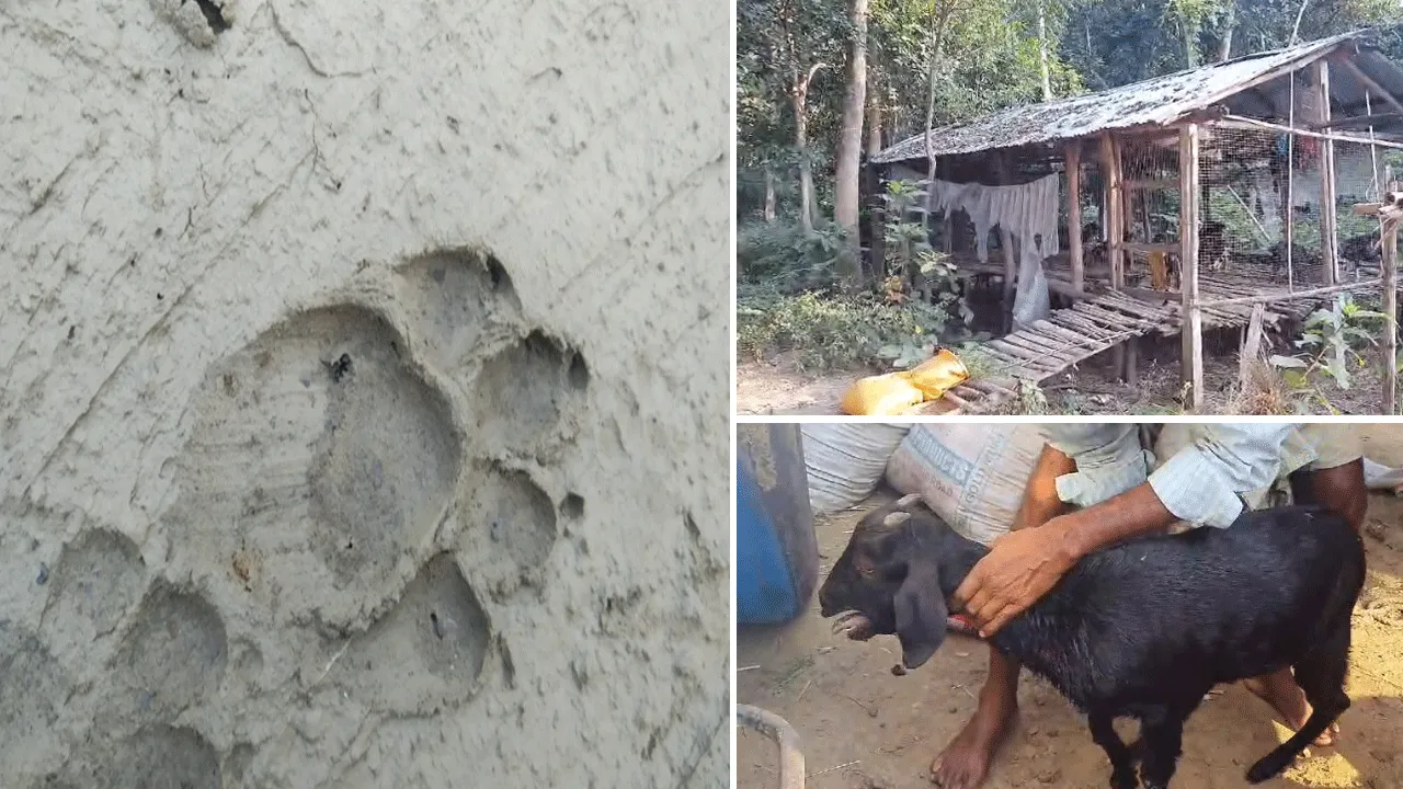 রাত হলেই অজানা জন্তুর আক্রমণ, আতঙ্কে বাঁকুড়ার গ্রাম