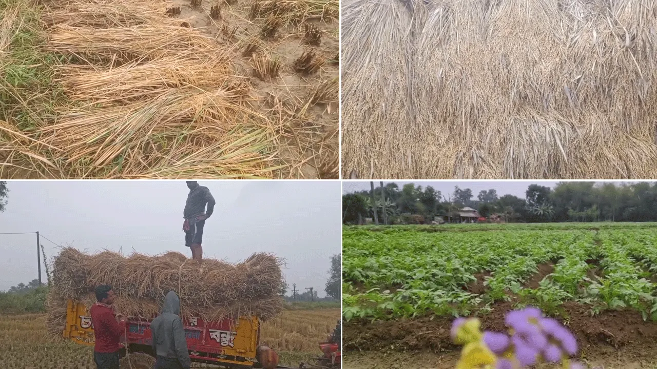 অসময়ের বৃষ্টিতে ব্যাপক ক্ষতির আশঙ্কা, মাথায় হাত কৃষকদের