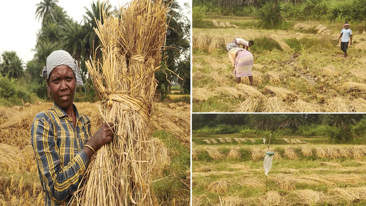 রোগমুক্ত ভবিষ্যৎ গড়ার পথ দেখাচ্ছেন লাল মাটি বাঁকুড়ার কৃষকরা