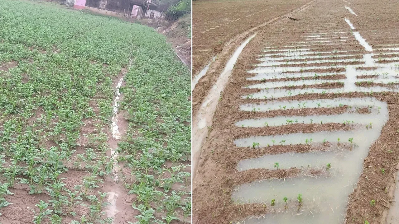 অপূরণীয় ক্ষতির মুখে তারকেশ্বরের আলু চাষ
