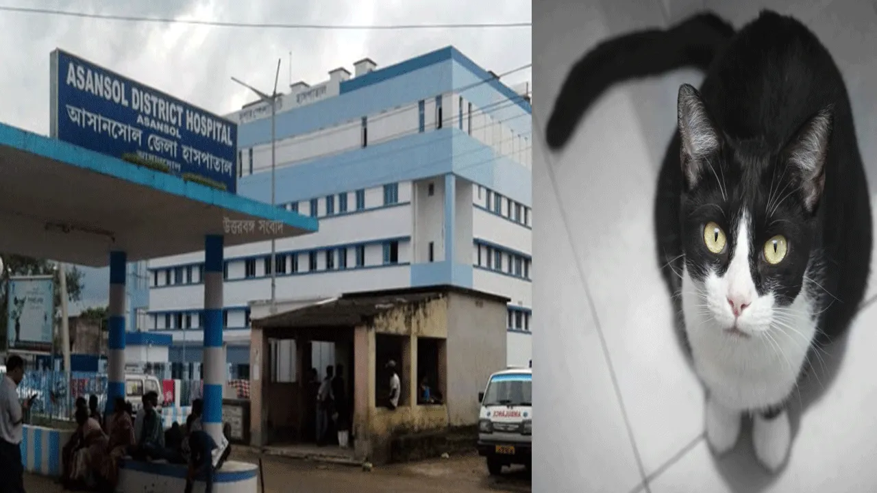 বিড়ালের উৎপাত হাসপাতালে আতঙ্কিত রুগীরা