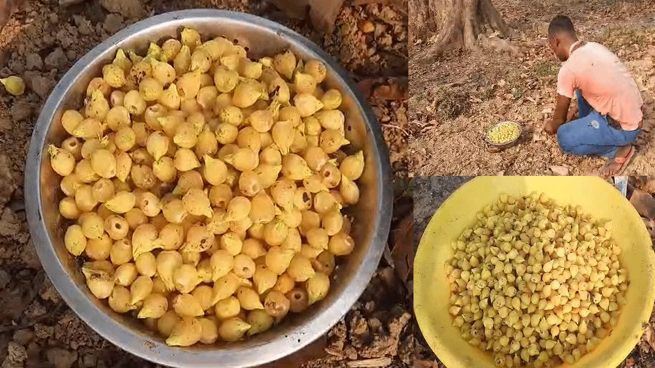 জঙ্গলমহলের কয়েকশো পরিবারের জীবন ধারনের ভরসা বনজ সম্পদ ‘মহুল’
