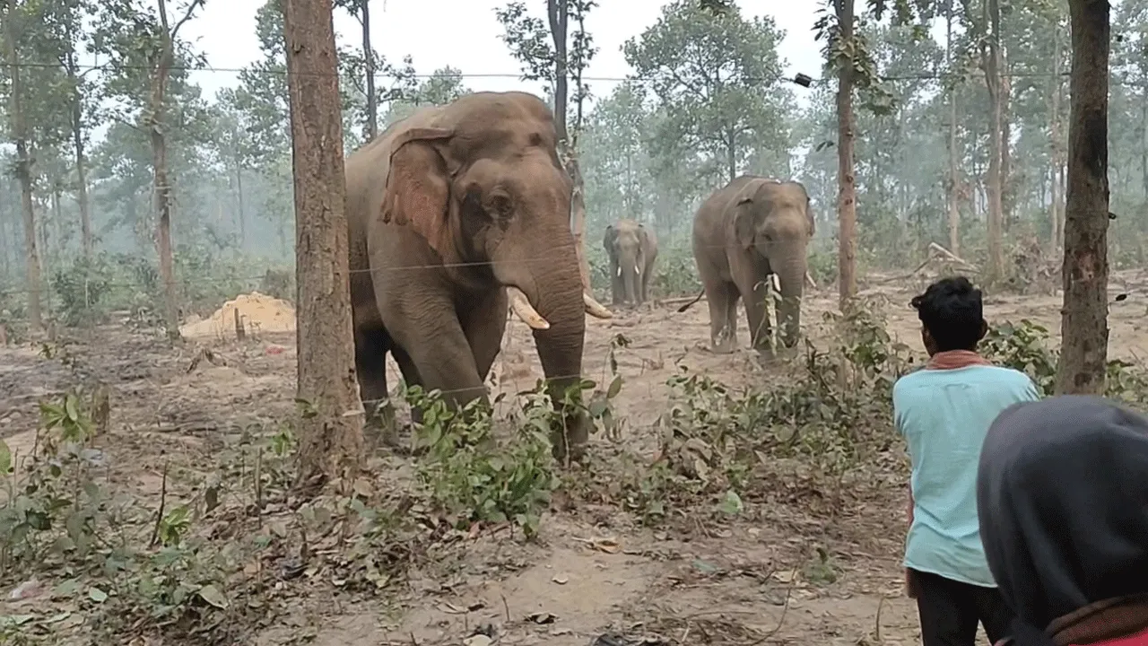 ফের হাতির হানা খাঁড়ারী গ্রাম পঞ্চায়েতের নিরীশা গ্রামে