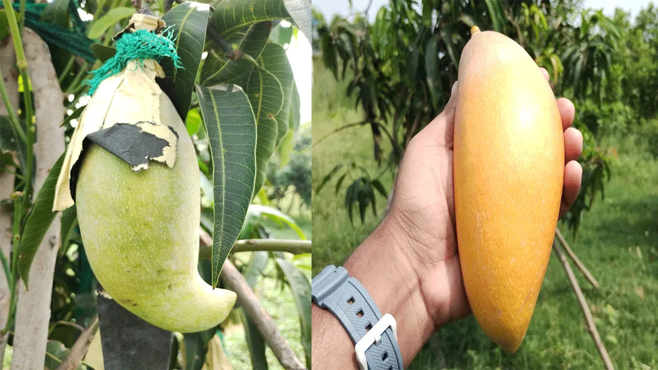 কাটিমন আমের গাছ বসিয়ে পরীক্ষামূলক চাষাবাদ শুরু