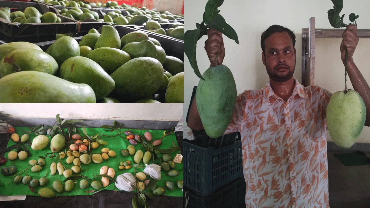 বাঁকুড়ার লাল কাঁকুড়ে মাটির মিষ্টি আম পাড়ি দিচ্ছে দিল্লি থেকে বিদেশ