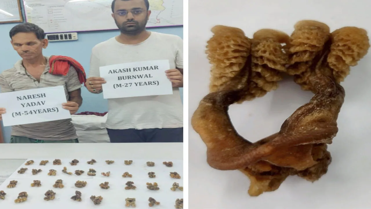 গো সাপের গোপনাঙ্গ পাচার কাণ্ড, ধৃত দুই