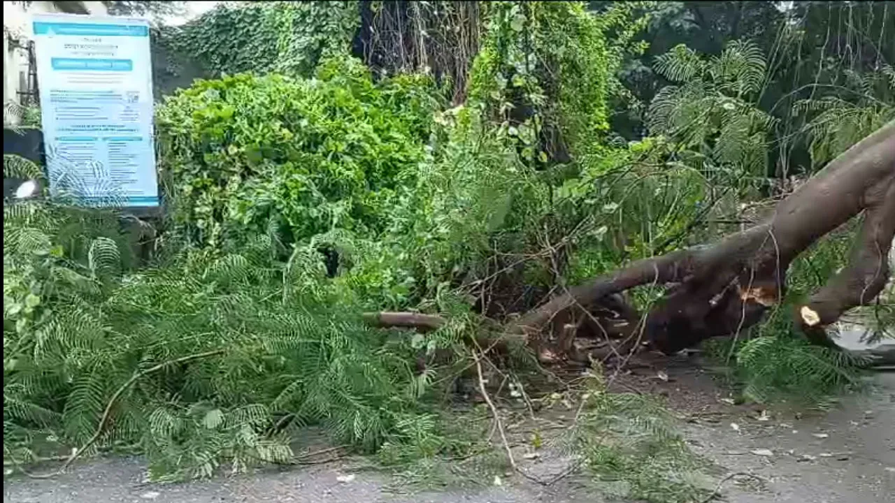 গাছ ভেঙে পড়ে বিপত্তি, বন্ধ রাস্তা, আহত ২