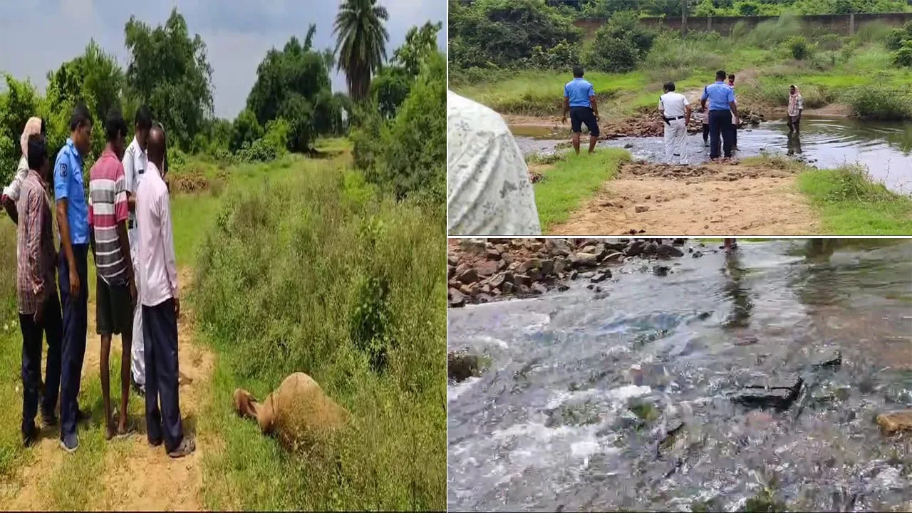 কারখানার দূষিত জল খেয়ে মৃত্যু ৪টি গাবাদি পশুর, ক্ষোভ
