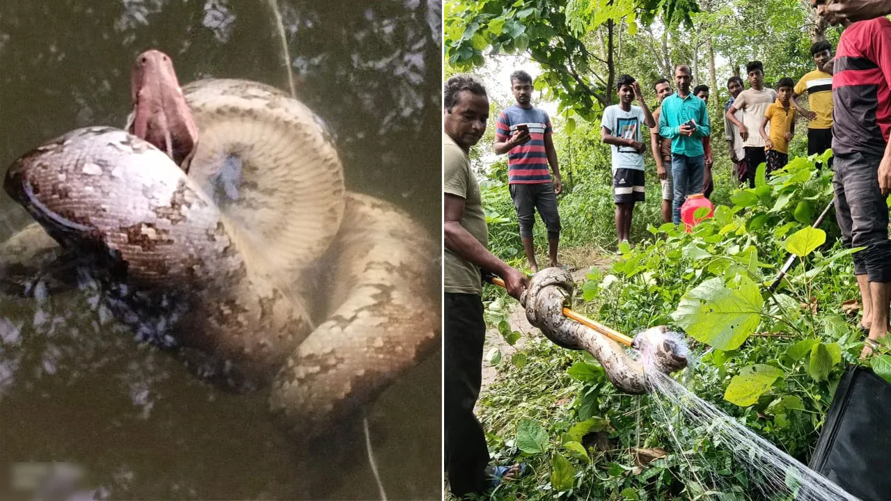 মাছ ধরতে গিয়ে বিশালাকার পাইথন উদ্ধার