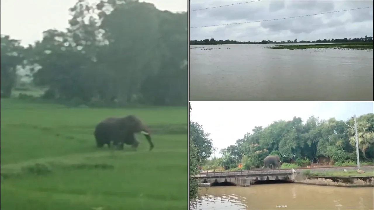 সাঁড়াশি আক্রমণে নাজেহাল অবস্থা পাত্রসায়েরের দুই গ্রামে