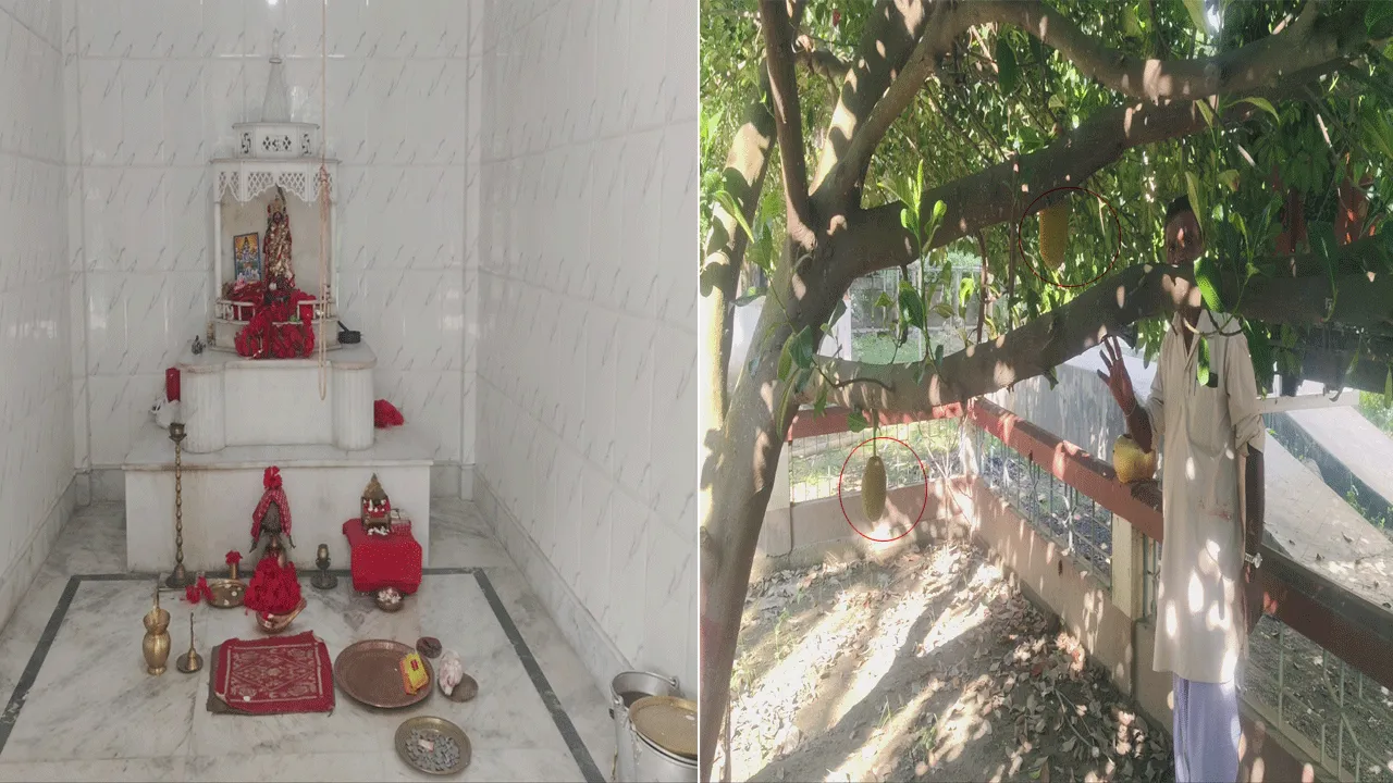 থানায় পূজিতা মায়ের পুজোয় অলৌকিক কাঁঠাল কাহিনী