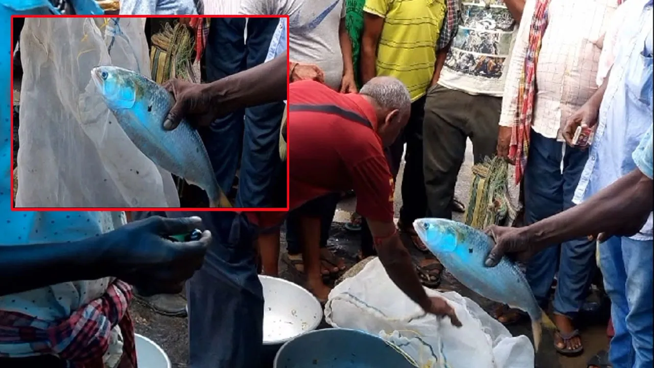 দামোদরে উঠলো ১ কেজির ইলিশ, চোখ কপালে জেলের