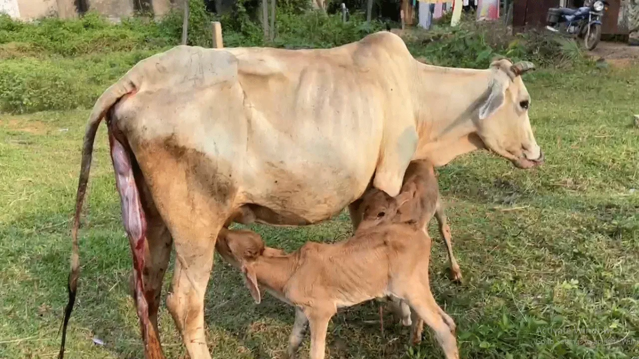 ভিন্ন লিঙ্গের যমজ বাছুরের জন্ম