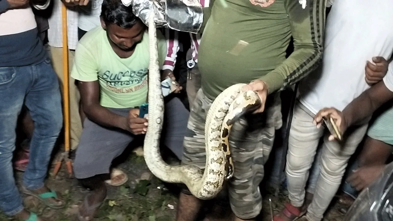 বিশালাকার সাপ উদ্ধারে হিমসিম বনকর্মীরা