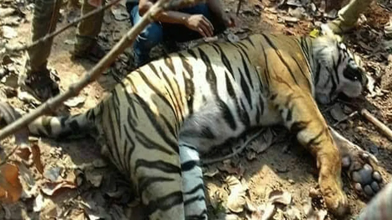 অবশেষে বুদ্ধিমতী জিনাত বাঘিনী খাঁচায় বন্দী
