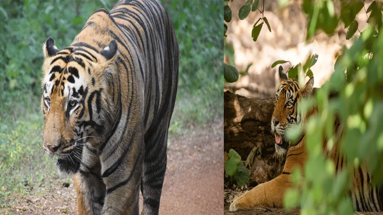 পাহাড়চূড়ায় ঘুমাচ্ছে জিনাত, ভয়ে কাঁপছে পুরুলিয়ার বন্দোয়ান