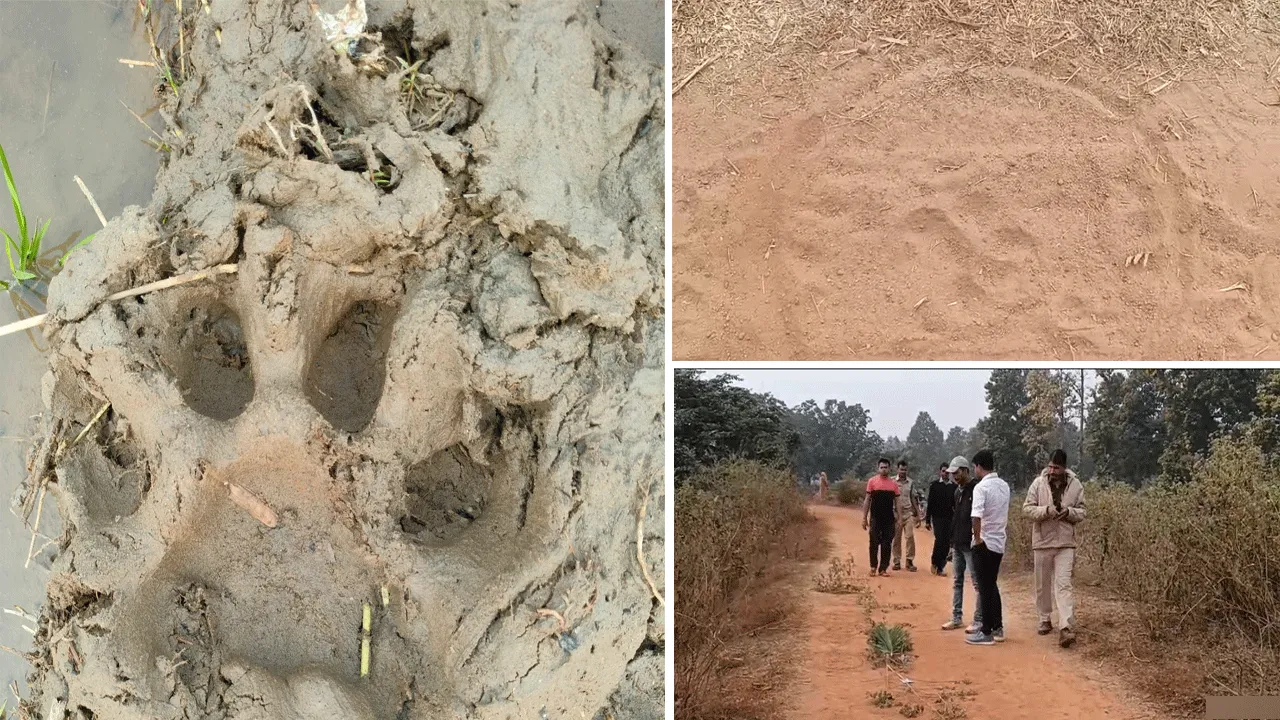 এবার বাঘের আতঙ্ক বাঁকুড়ার সারেঙ্গায়
