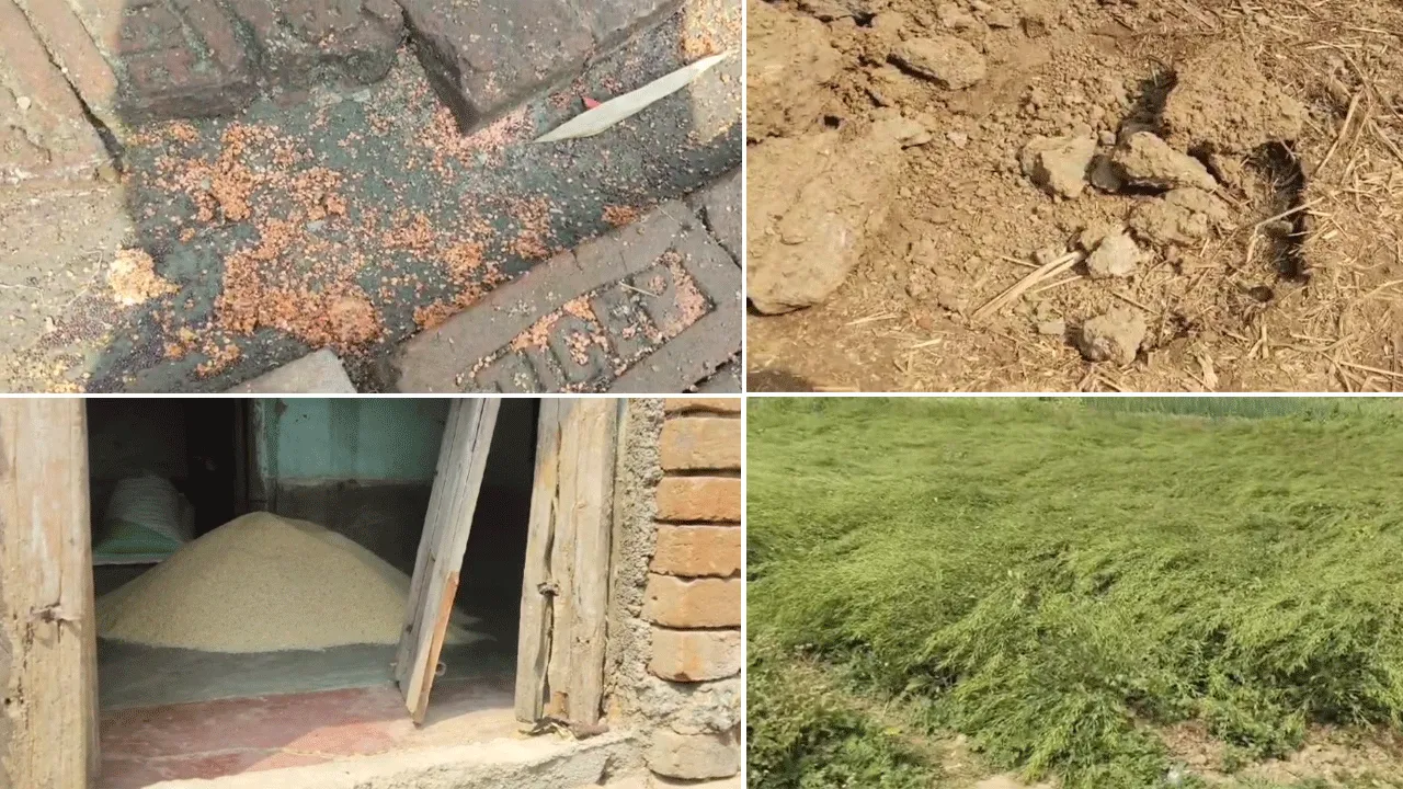 বাঁকুড়ার গঙ্গাজলঘাটিতে দাঁতালের তাণ্ডব