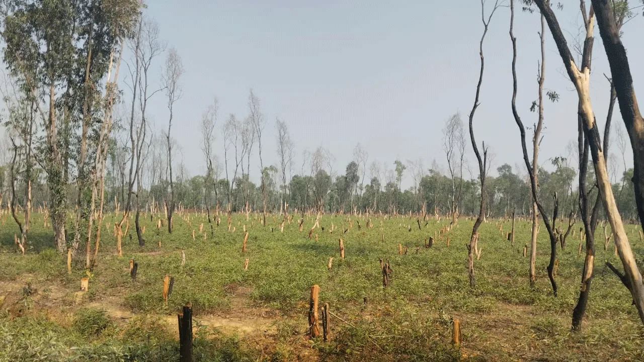 জঙ্গল কেটে সাফ, হুঁশ নেই বনদপ্তরের