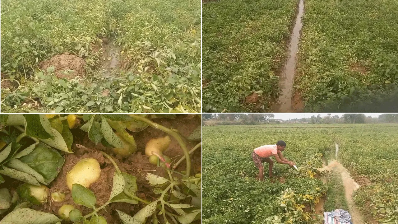 অকালবৃষ্টিতে জলমগ্ন আলুর খেত, ব্যাপক ক্ষতির আশঙ্কা