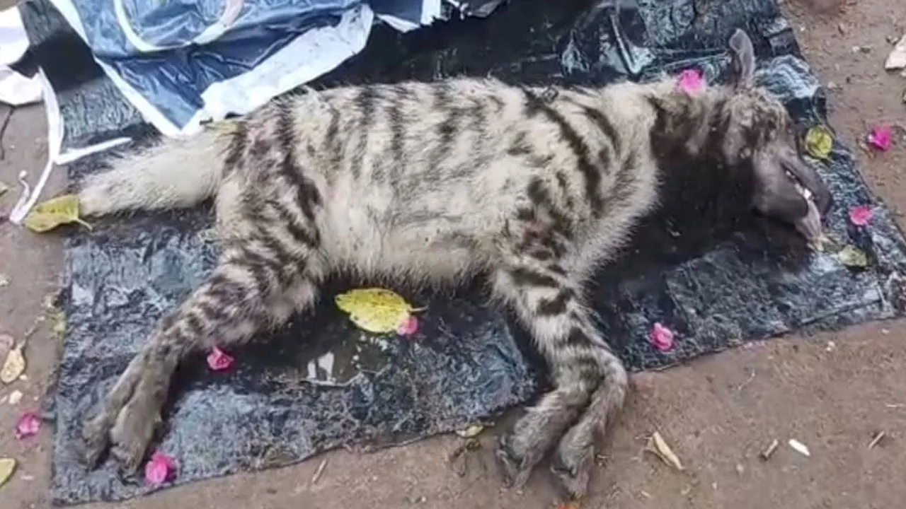 হিংস্র হায়নার আতঙ্ক ইস্পাত নগরীতে