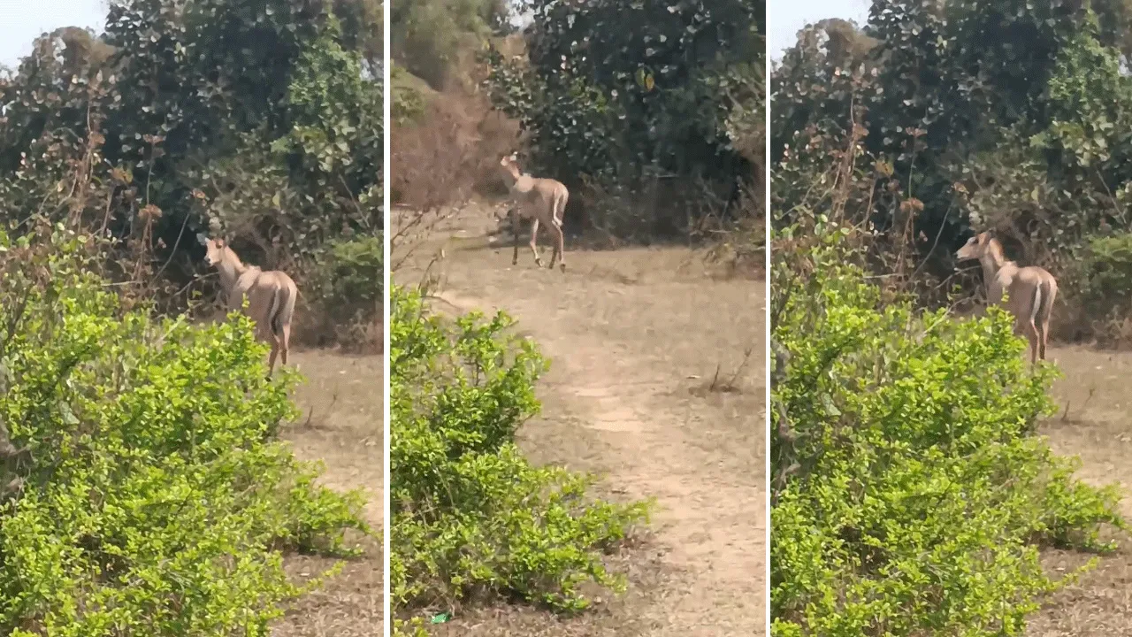 কুলটির নিয়ামতপুর এলাকার হরিণের দেখা!