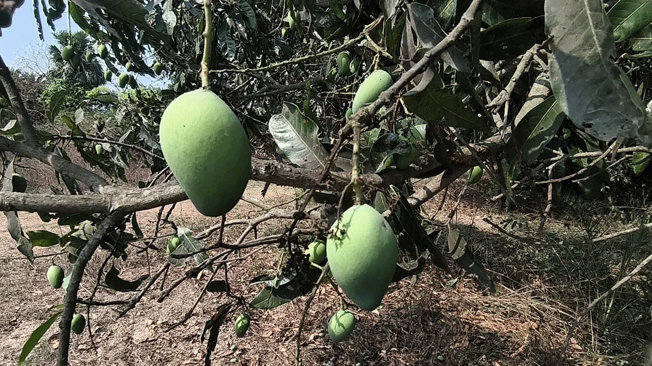 ফলন তলানিতে, চলতি মরশুমে আমের দাম অনেকটাই বাড়ার আশঙ্কা