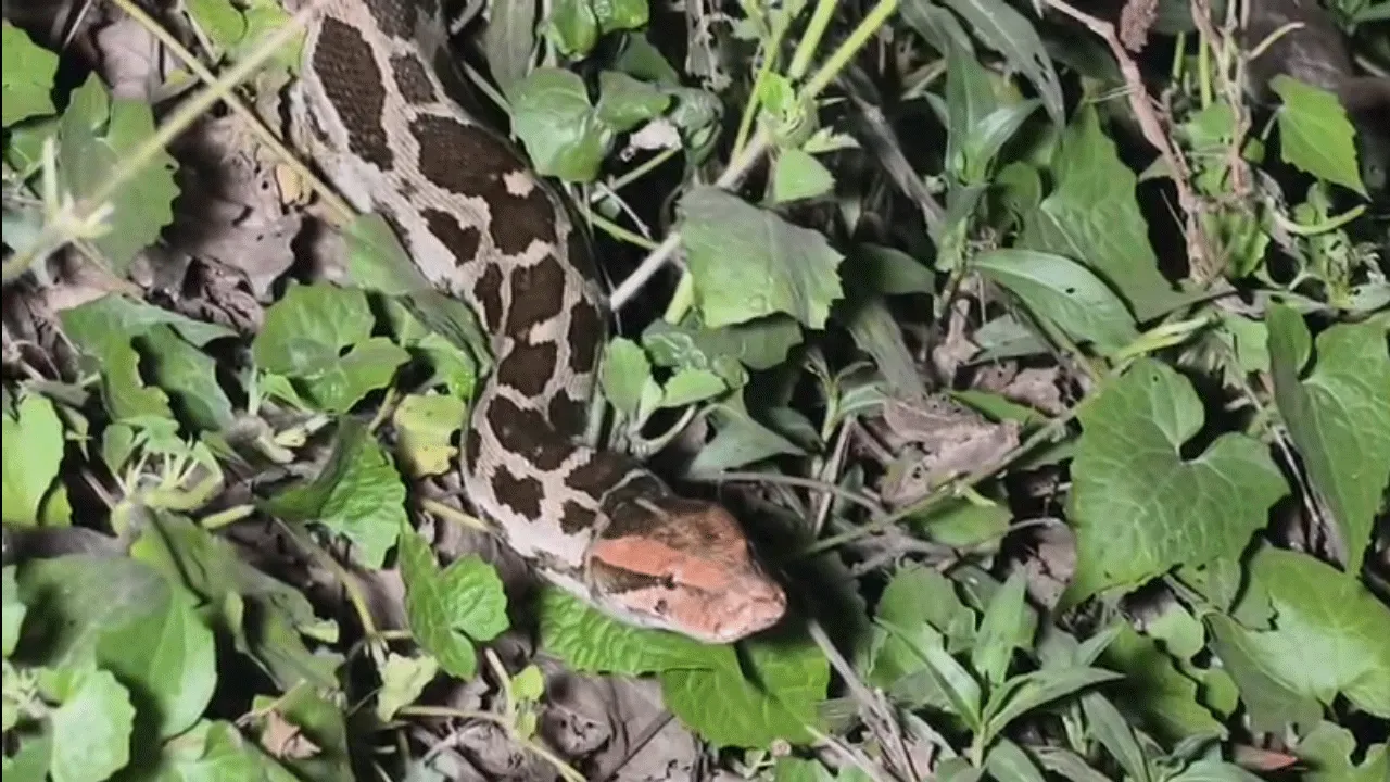 কাঁকসার লোকালয়ে দেখা মিললো বিশালাকার অজগরের