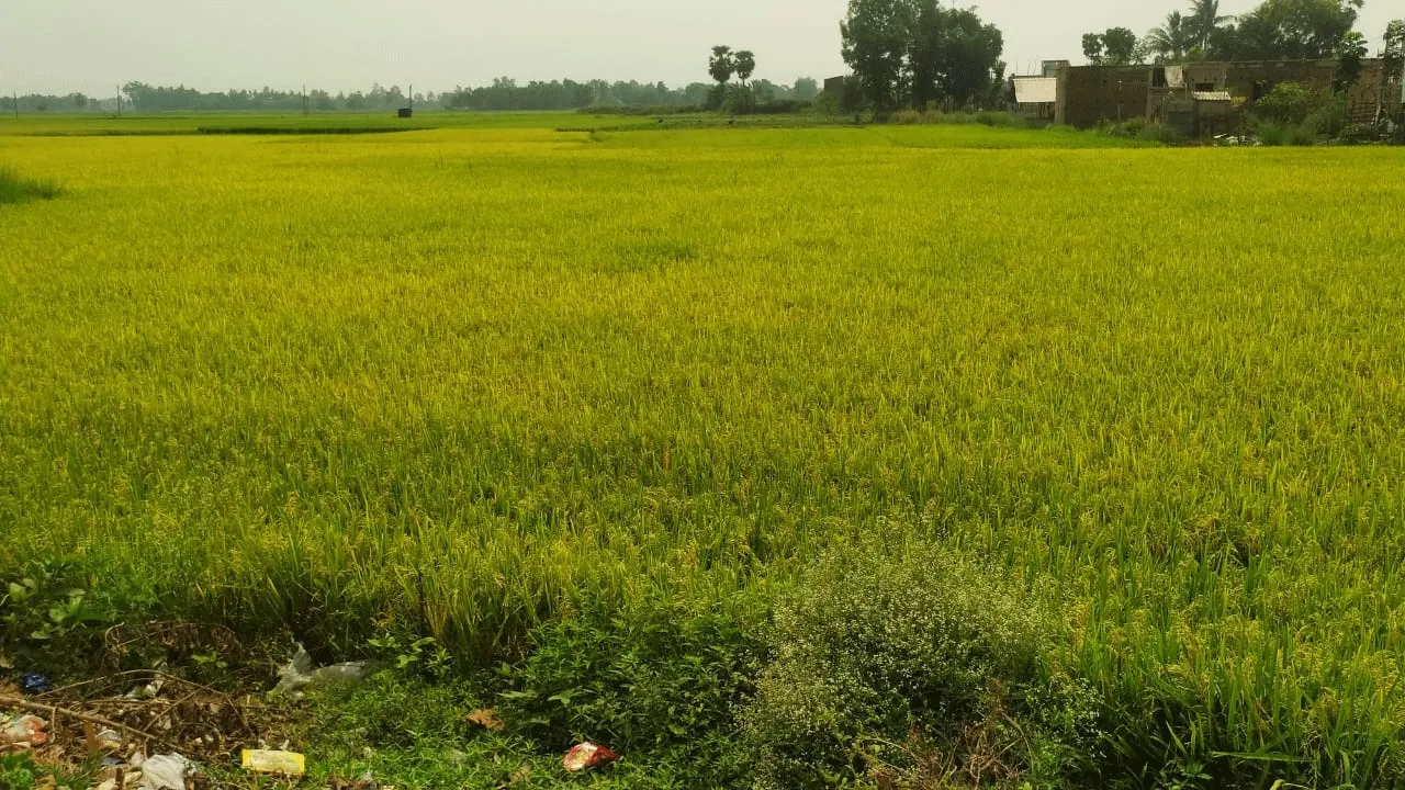 উঠতে চলেছে বোরো ধান, প্রয়োজন সচেতনতার