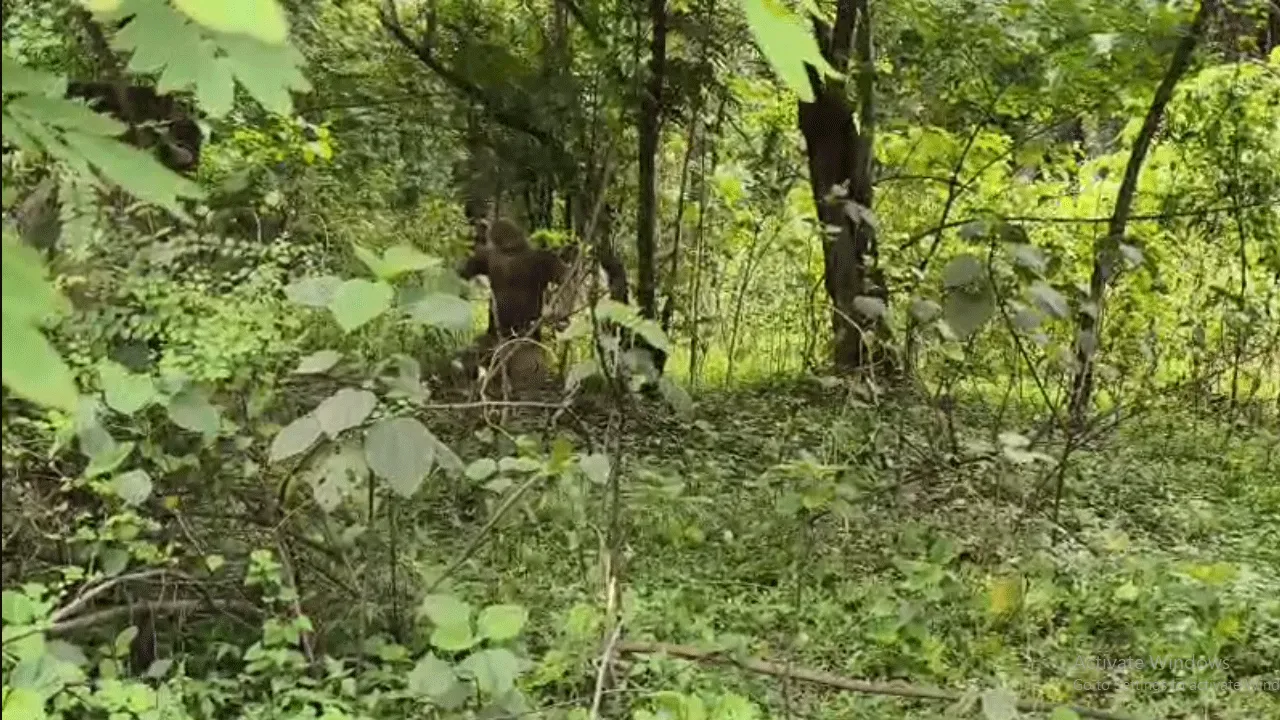 দুর্গাপুরের জঙ্গল থেকে ঝুলন্ত দেহ উদ্ধার