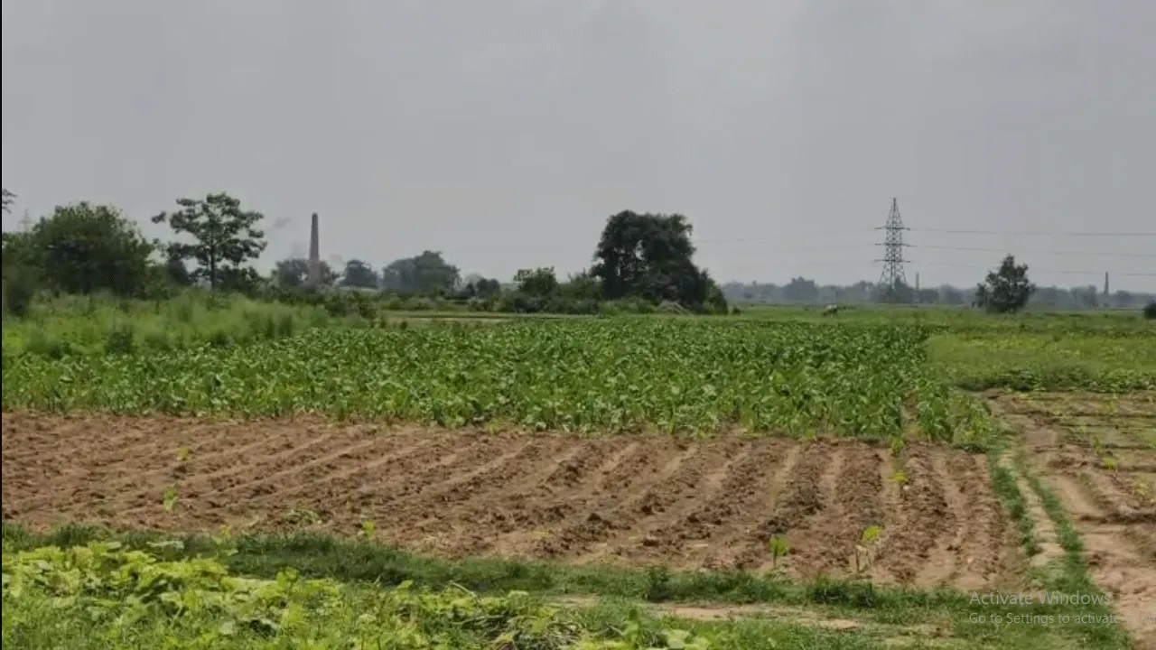 দুষ্কৃতী তাণ্ডবে বিপাকে কাঁকসার কৃষকরা, নষ্টের মুখে কয়েক বিঘা ফসল