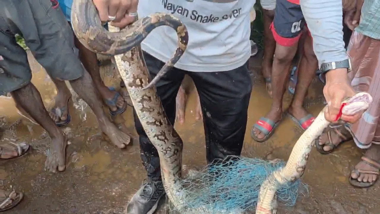 মাছের জালে আটকা পড়লো বিশাল আকৃতির অজগর