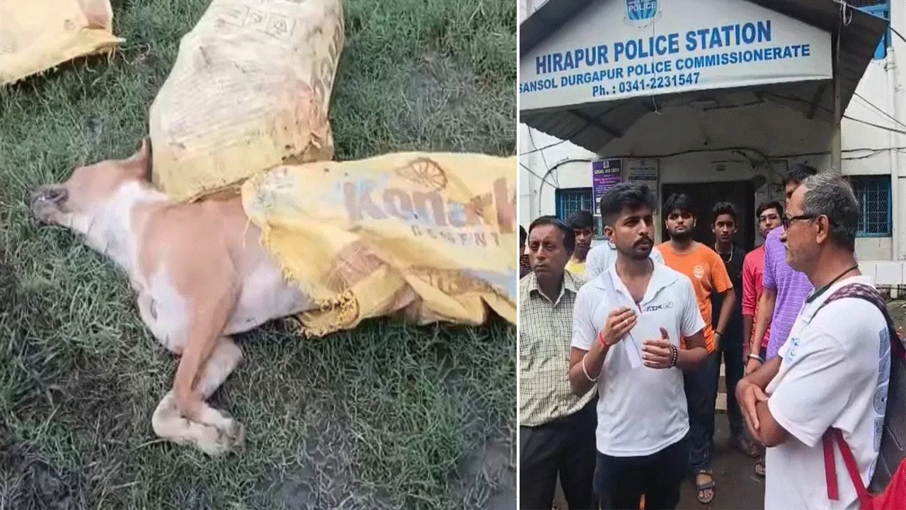 পথকুকুরদের বিষ খাওয়ানোর অভিযোগ, ৩টি কুকুরের মৃত্যু, থানায় বিক্ষোভ