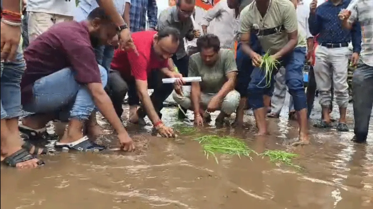 ধান রোপণ করে বেহাল রাস্তায় বিজেপির বিক্ষোভ