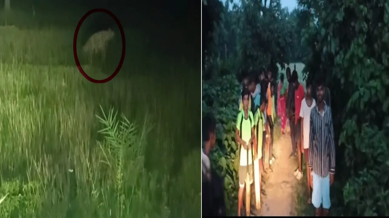 অজানা বন্য প্রাণীর আতঙ্ক গ্রামে, রাত পাহারার ব্যবস্থা