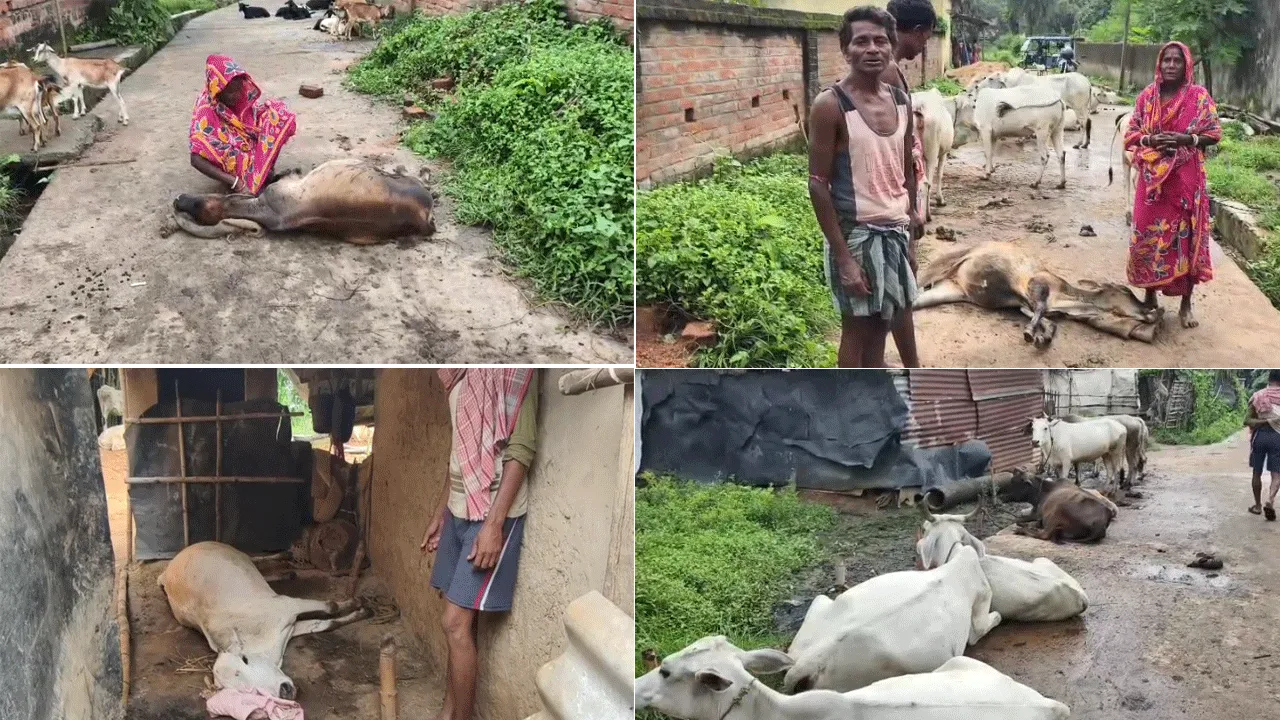 দু’দিনে প্রায় ডজন খানেক গবাদি পশুর মৃত্যু, আতঙ্ক