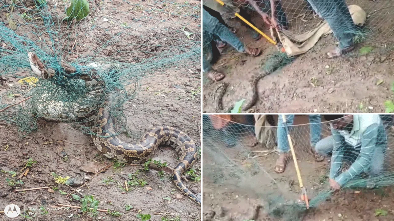 বিশালাকার অজগর সাপ উদ্ধার
